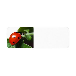 Ladybug Label