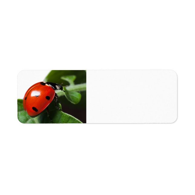 Ladybug Label (Front)
