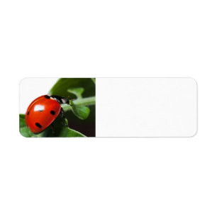 Ladybug Label