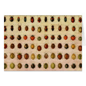 Ladybug Ladybird Beetle Insect Bug Cards (Front Horizontal)
