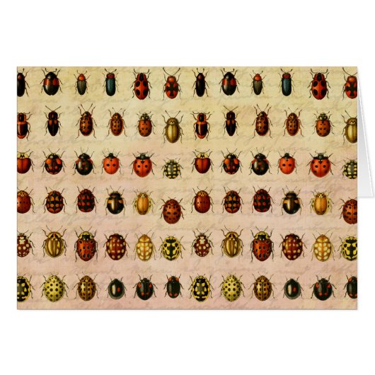 Ladybug Ladybird Beetle Insect Bug Cards (Front Horizontal)