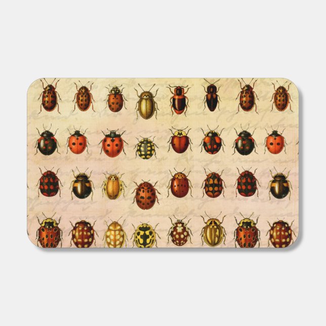 Ladybug Ladybird Beetle Insect Bug Matchboxes (Front)