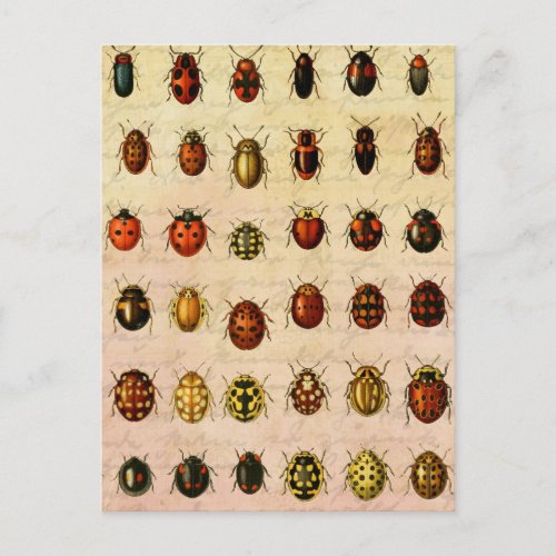 Ladybug Ladybird Beetle Insect Bug Postcard