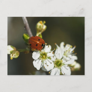 Ladybug - Ladybird Postcard - Ladybug On Hawthorn