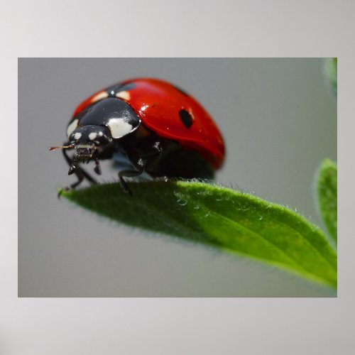 Ladybug Lovers Gifts Poster