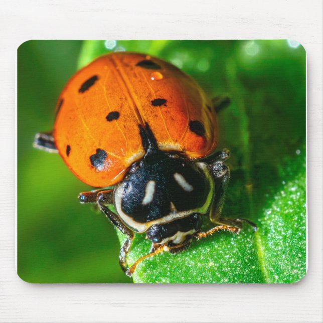Ladybug Macro Photography Wall Art Vibrant Nature Mouse Pad (Front)