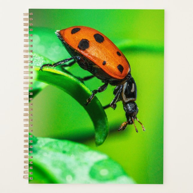 Ladybug Macro Planner Nature-Inspired Daily Notes (Front)