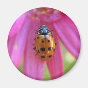 Ladybug Magnet