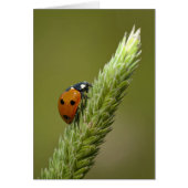 Ladybug Messenger (Front)