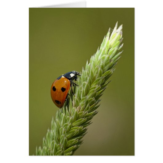 Ladybug Messenger Cards (Front)