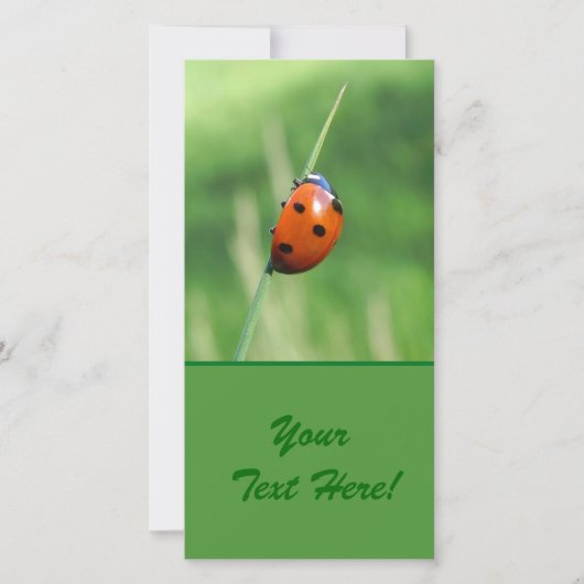 Ladybug on a blade of grass (Front)