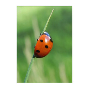 Ladybug on a blade of grass acrylic print