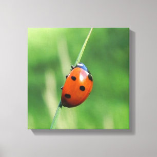 Ladybug on a blade of grass canvas print