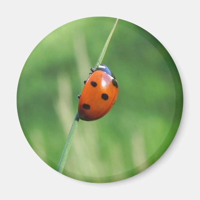 Ladybug on a blade of grass  Magnet (Front)