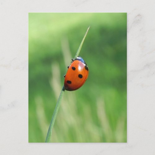 Ladybug on a blade of grass Postcard