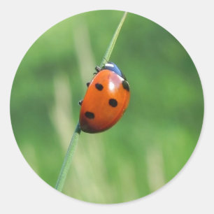 Ladybug on a blade of grass Sticker