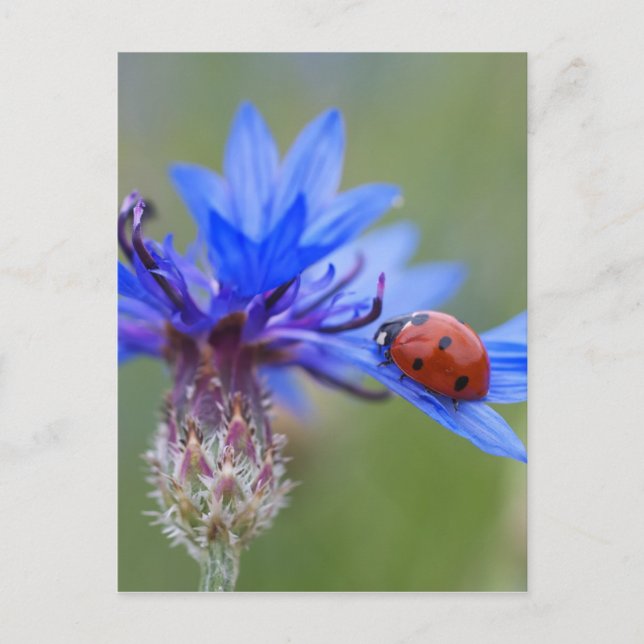 Ladybug on a blue cornflower postcard (Front)