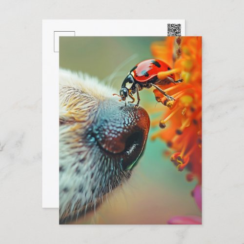 Ladybug on a dogs nose Postcrossing Postcard