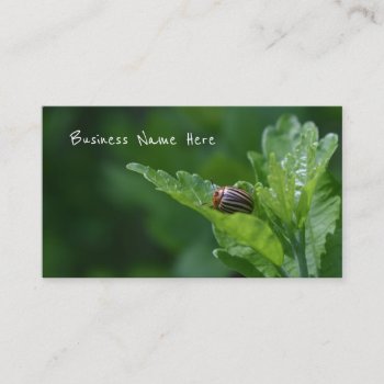 Ladybug On A Rose Of Sharon Floral Beetle Business Card by camcguire at Zazzle