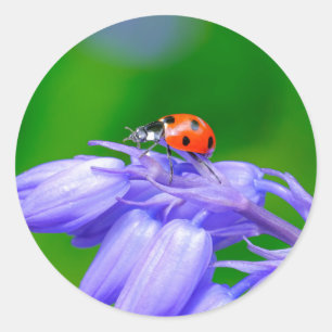 Ladybug on Bluebells Stickers