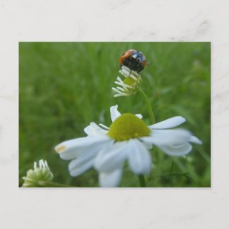 Ladybug on Daisy Flower DIY Postcard