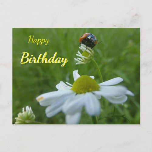 Ladybug on Daisy Flower Happy Birthday Postcard