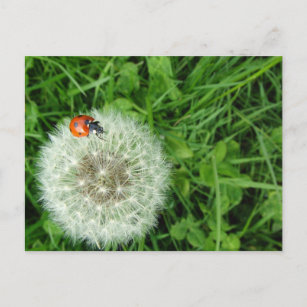 Ladybug on Dandelion Postcard