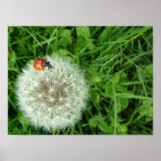 Ladybug on dandelion poster