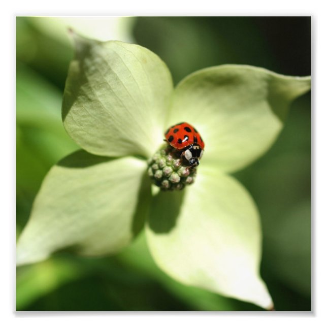 Ladybug On Dogwood Flower 8x8 Nature Photo Print (Front)