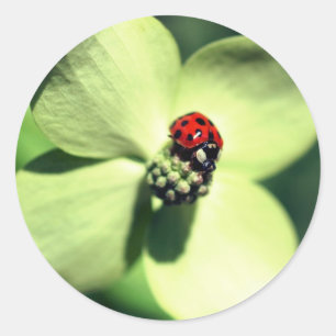Ladybug On Dogwood Flower Classic Round Sticker