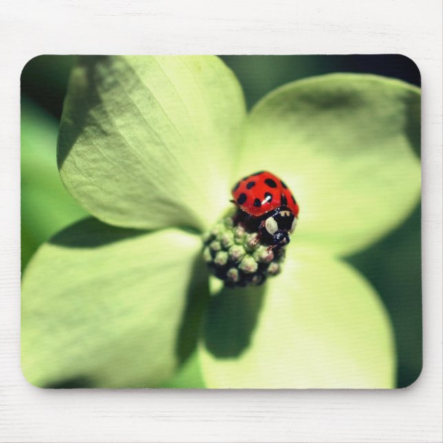 Ladybug On Dogwood Flower  Mouse Pad (Front)