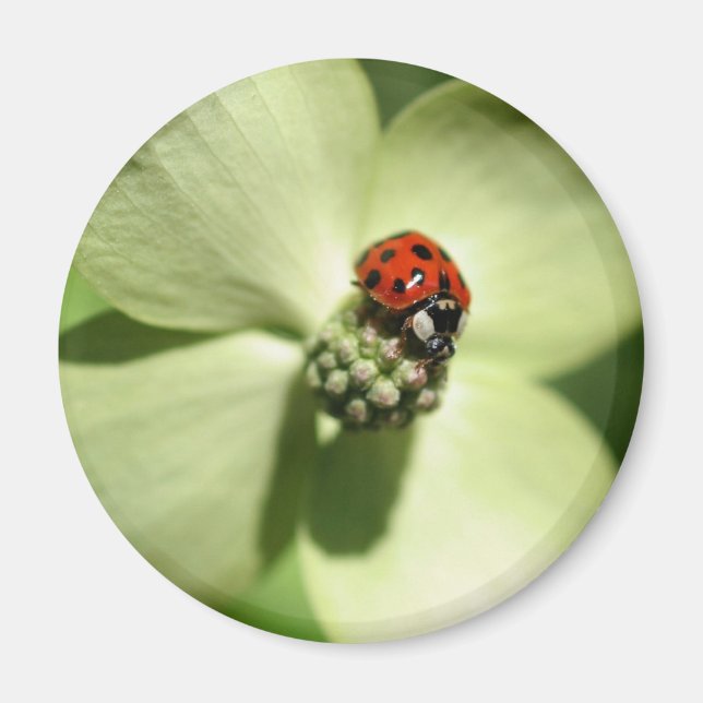 Ladybug On Dogwood Flower Nature Magnet (Front)
