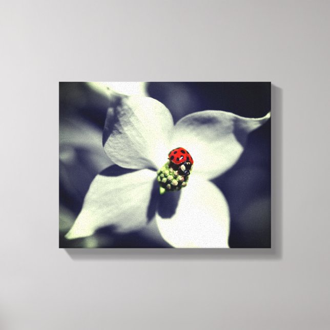 Ladybug On Dogwood Flower Partial Color Canvas Print (Front)