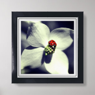 Ladybug On Dogwood Flower Partial Color Framed Art