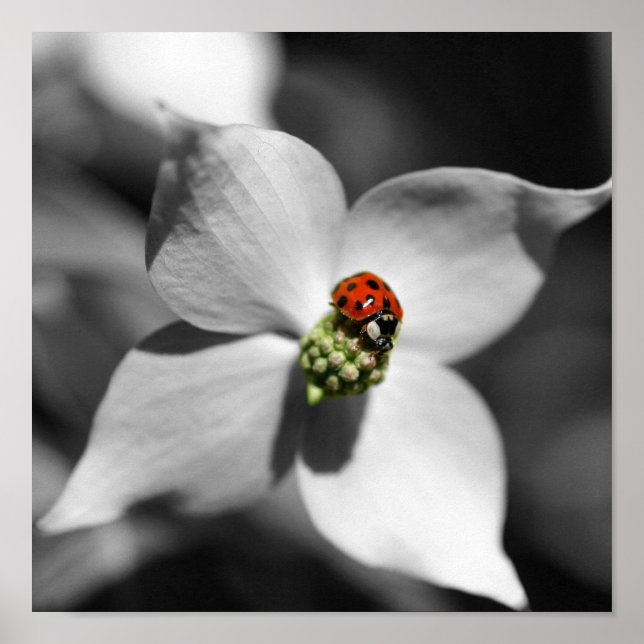 Ladybug On Dogwood Flower Partial Color Poster (Front)