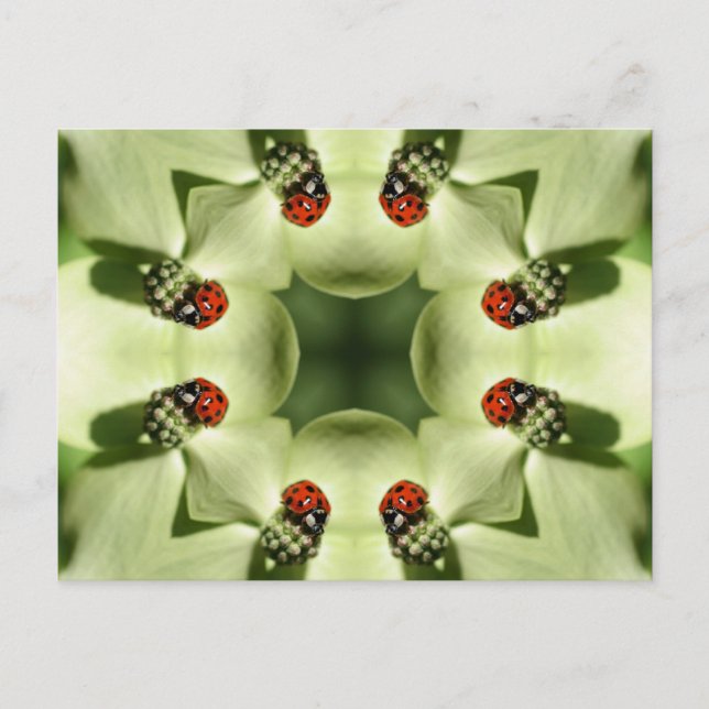 Ladybug On Flower Kaleidoscope Art Postcard (Front)