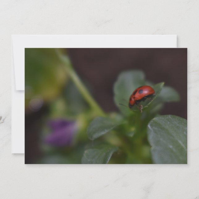 Ladybug on Flowers (Front)