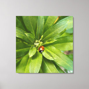 Ladybug on Flowers Canvas Print