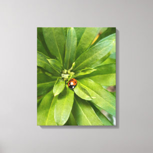 Ladybug on Flowers Canvas Print