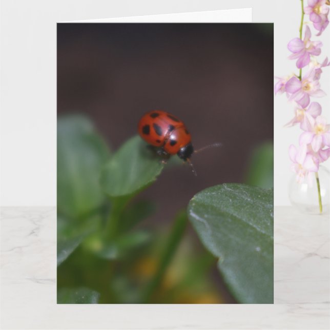 Ladybug on Flowers Card (Orchid)