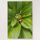 Ladybug on Flowers Jigsaw Puzzle<br><div class="desc">Ladybug on Flowers,  I photographed it in my garden.
Photo by Krisi ArtKSZP ,  More Photo Cards in Store Category >>> Nature photography >>> Insects >>> Puzzle</div>
