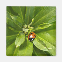 Ladybug on Flowers
