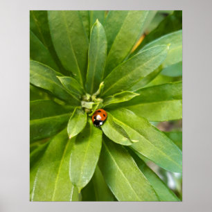 Ladybug on Flowers Poster