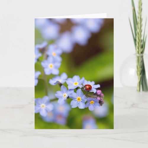 Ladybug on Forget_me_not Blank Greeting Card