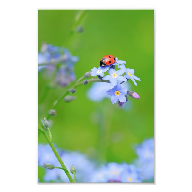 Ladybug on Forget-me-not  Photo Print (Front)