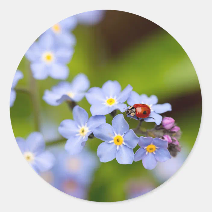 Ladybug and Forget-me-not Magnet