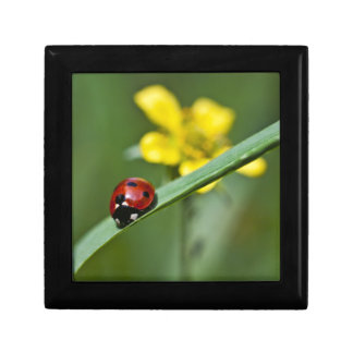 Ladybug on Grass close up Gift Box