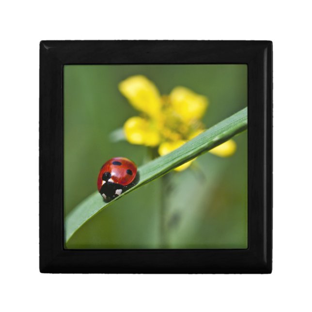Ladybug on Grass close up Gift Box (Front)