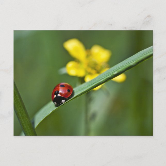 Ladybug on Grass close up Postcard (Front)