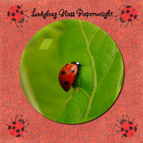 Ladybug on Green Leaf Close Up Glass Paperweight